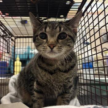 Ivy -  Domestic Short Hair Cat for Adoption in Chicago, Illinois - Ivy | PetCurious