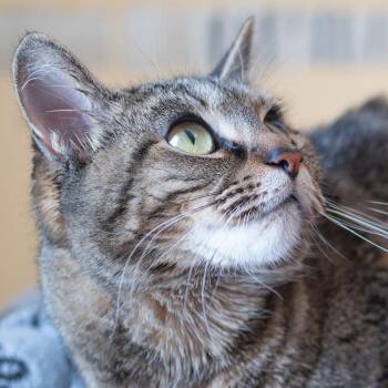 Domestic Short Hair Cats Available for Adoption - Shyla | PetCurious