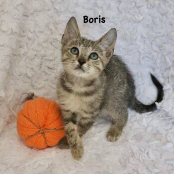Rescue Tabby Cats for Adoption in St. Augustine, Florida - Boris | PetCurious