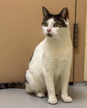 Rescue Domestic Short Hair Cats for Adoption in Fremont, Michigan - Athena | PetCurious