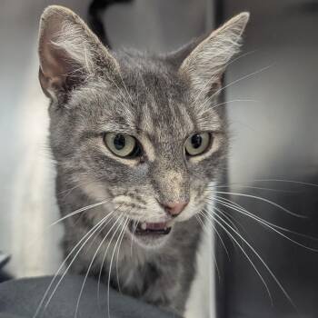 Gia -  Domestic Short Hair Cat for Adoption in Evansville, Indiana - Gia | PetCurious