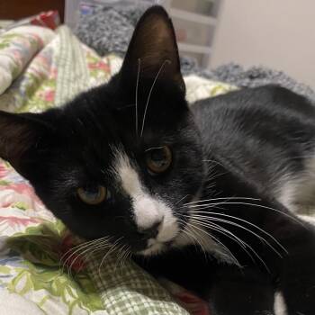 Shmappy -  Domestic Short Hair Cat for Adoption in Rochester, Minnesota - Shmappy | PetCurious