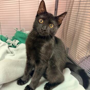 April -  Domestic Short Hair Cat for Adoption in Philadelphia, Pennsylvania - April | PetCurious