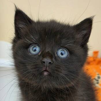 Louise -  Domestic Short Hair Cat for Adoption in Zanesville, Ohio - Louise | PetCurious