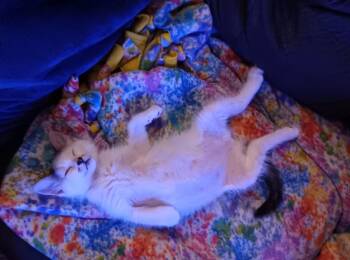 Oats -  Tabby Cat for Adoption in San Antonio, Texas - Oats | PetCurious