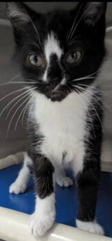 Nacho -  Domestic Short Hair Cat for Adoption in Evansville, Indiana - Nacho | PetCurious