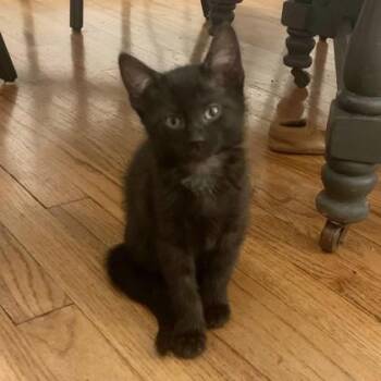 Domestic Short Hair Cats Available for Adoption - Moses | PetCurious