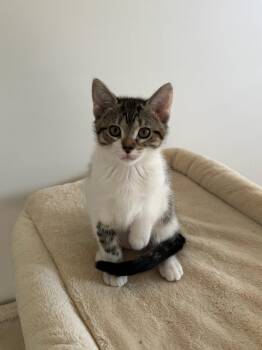 Rose -  Domestic Short Hair and Tabby Cat for Adoption in Utica, Michigan - Rose | PetCurious