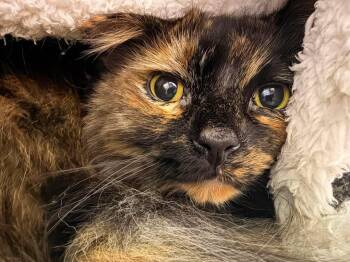 Gizmo -  Domestic Long Hair Cat for Adoption in Greensburg, Indiana - Gizmo | PetCurious