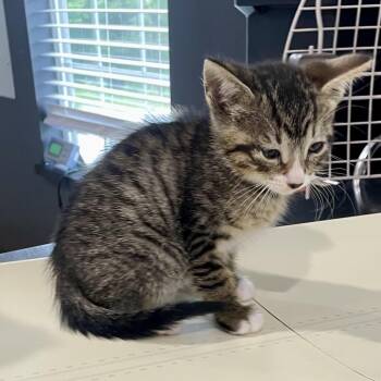 Domestic Short Hair Cats Available for Adoption in Livingston, Texas - Caboodle | PetCurious