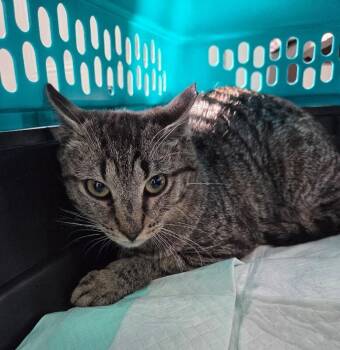 Tabby Cats Available for Adoption in Mount Airy, North Carolina - Jake | PetCurious