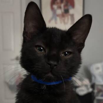 Domestic Short Hair Cats Available for Adoption in Dover, New Hampshire - Macaron | PetCurious