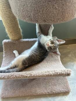 Rescue Tabby and Domestic Short Hair Cats for Adoption in Cincinnati, Ohio - Tilly | PetCurious