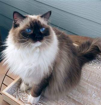 Rescue Ragdoll Cats for Adoption in Powder Springs, Georgia - LUCA R. | PetCurious