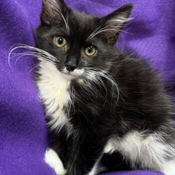 Spike -  Domestic Long Hair Cat for Adoption in Riverside, California - Spike | PetCurious