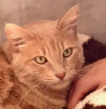 Whiskey -  Maine Coon and Domestic Short Hair Cat for Adoption in Davis, California - Whiskey | PetCurious