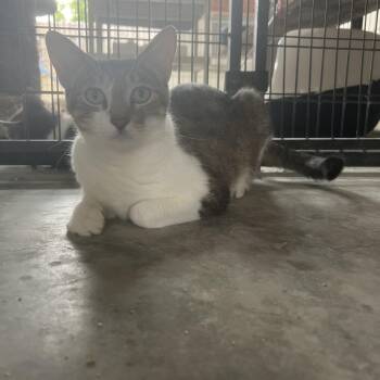 Zucchini -  Domestic Short Hair Cat for Adoption in Palmetto, Florida - Zucchini | PetCurious