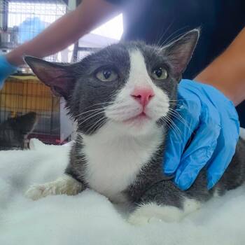 Strauss -  Domestic Short Hair Cat for Adoption in Chapel Hill, North Carolina - Strauss | PetCurious