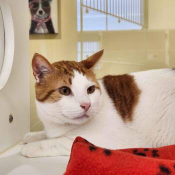 Domestic Short Hair Cats Available for Adoption - Jerry | PetCurious