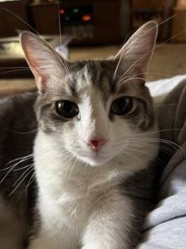 Chase -  Domestic Short Hair Cat for Adoption in El Paso, Texas - Chase | PetCurious