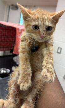(660) -  Domestic Short Hair Cat for Adoption in Marietta, Georgia - (660) | PetCurious