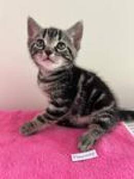 Rhapsody -  Domestic Short Hair Cat for Adoption in Heathsville, Virginia - Rhapsody | PetCurious