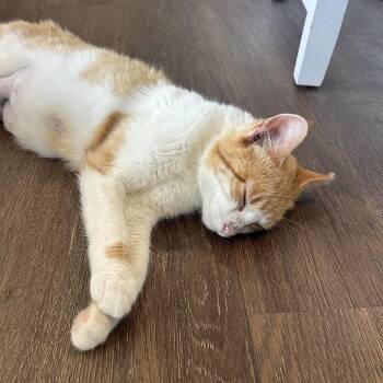 American Darling -  Domestic Short Hair Cat for Adoption in Gibsonia, Pennsylvania - American Darling | PetCurious