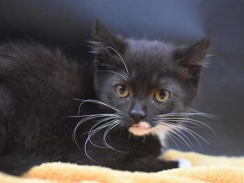 Gobo -  Domestic Short Hair Cat for Adoption in Portland, Oregon - Gobo | PetCurious