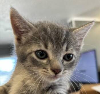 Domestic Short Hair Cats Available for Adoption in West Memphis, Arkansas - Sterling | PetCurious