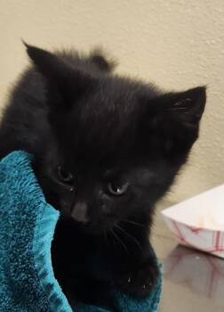 Curly -  Domestic Short Hair Cat for Adoption in Vancouver, Washington - Curly | PetCurious