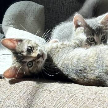 Domestic Short Hair Cats Available for Adoption in Colcord, Oklahoma - Freckles | PetCurious