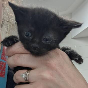 Mew -  Domestic Short Hair Cat for Adoption in Indianapolis, Indiana - Mew | PetCurious