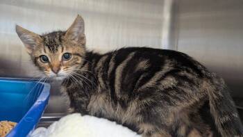 Reno -  Domestic Short Hair Cat for Adoption in Evansville, Indiana - Reno | PetCurious