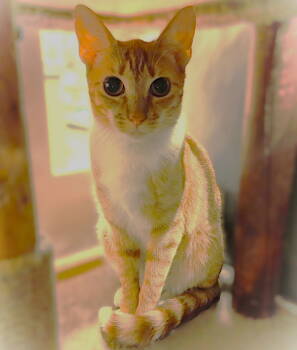 Rescue Oriental Tabby Cats for Adoption in Fort Myers, Florida - Suny | PetCurious