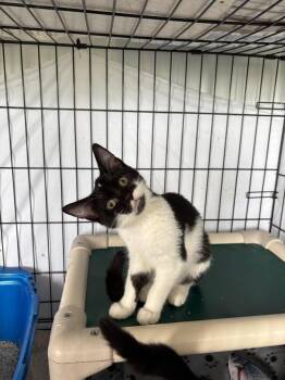 Domestic Short Hair Cats Available for Adoption in Hartford City, Indiana - Flo | PetCurious