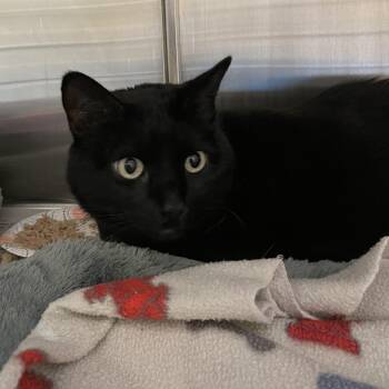 Alexa and Max (bonded females) -  American Shorthair Cat for Adoption in North Kingstown, Rhode Island - Alexa And Max (bonded Females) | PetCurious
