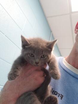 Domestic Short Hair Cats Available for Adoption in Frankfort, Kentucky - Ilidad | PetCurious