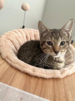 Duckie -  Domestic Short Hair Cat for Adoption in Colorado Springs, Colorado - Duckie | PetCurious