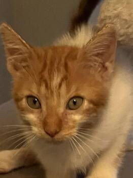 Blaze -  Domestic Medium Hair Cat for Adoption in Orlando, Florida - Blaze | PetCurious