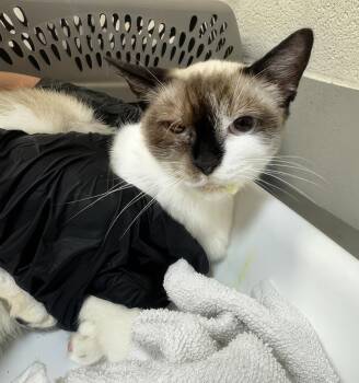 Amber -  Domestic Short Hair Cat for Adoption in Nashville, Tennessee - Amber | PetCurious