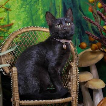 Rescue Bombay and Domestic Short Hair Cats for Adoption in Lucas, Texas - Serpentine | PetCurious