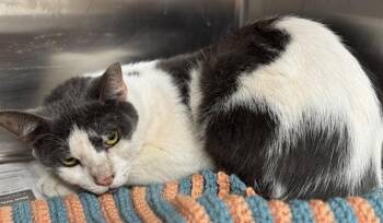 Rescue Domestic Short Hair Cats for Adoption in Fort Lauderdale, Florida - MEERKAT | PetCurious