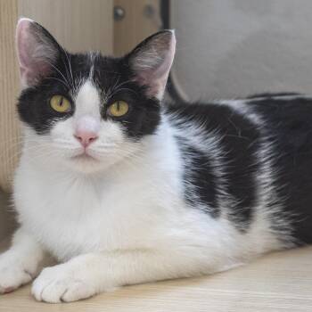 Domestic Short Hair Cats Available for Adoption in Pontiac, Michigan - Petra | PetCurious