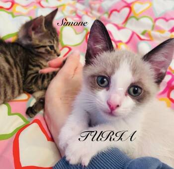 Turia & Simone -  Snowshoe and Domestic Short Hair Cat for Adoption - Turia & Simone | PetCurious
