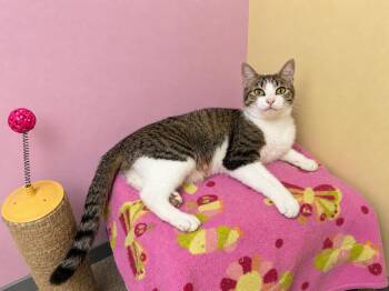 Sesame -  Domestic Short Hair Cat for Adoption in Elmwood Park, Wisconsin - Sesame | PetCurious