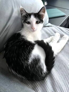 Rescue Domestic Short Hair Cats for Adoption in Seal Beach, California - Kitten Muffin | PetCurious