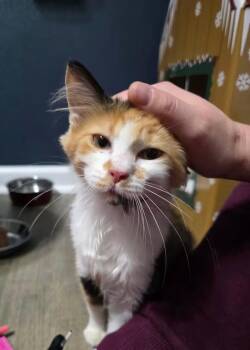 Pockets -  Domestic Medium Hair and Torbie Cat for Adoption in Greensboro, North Carolina - Pockets | PetCurious