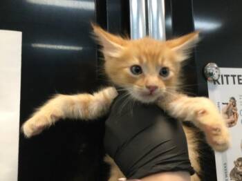 A1919140 -  Domestic Short Hair Cat for Adoption in Thousand Palms, California - A1919140 | PetCurious