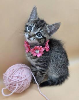 MaryAnn -  Domestic Short Hair and Tabby Cat Available for Adoption in Mobile, Alabama - MaryAnn | PetCurious