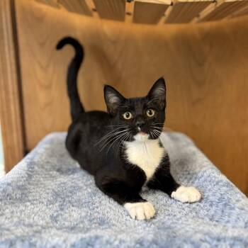 Bambino--In Foster -  Domestic Short Hair Cat for Adoption in Fargo, North Dakota - Bambino--In Foster | PetCurious